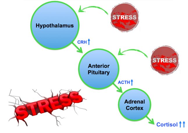 Normal physiologic functioning of the HPA axis under stress leading to increased cortisol production. 