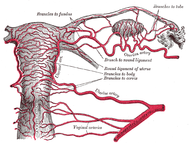 Pelvic Vascular Supply - Wikimedia