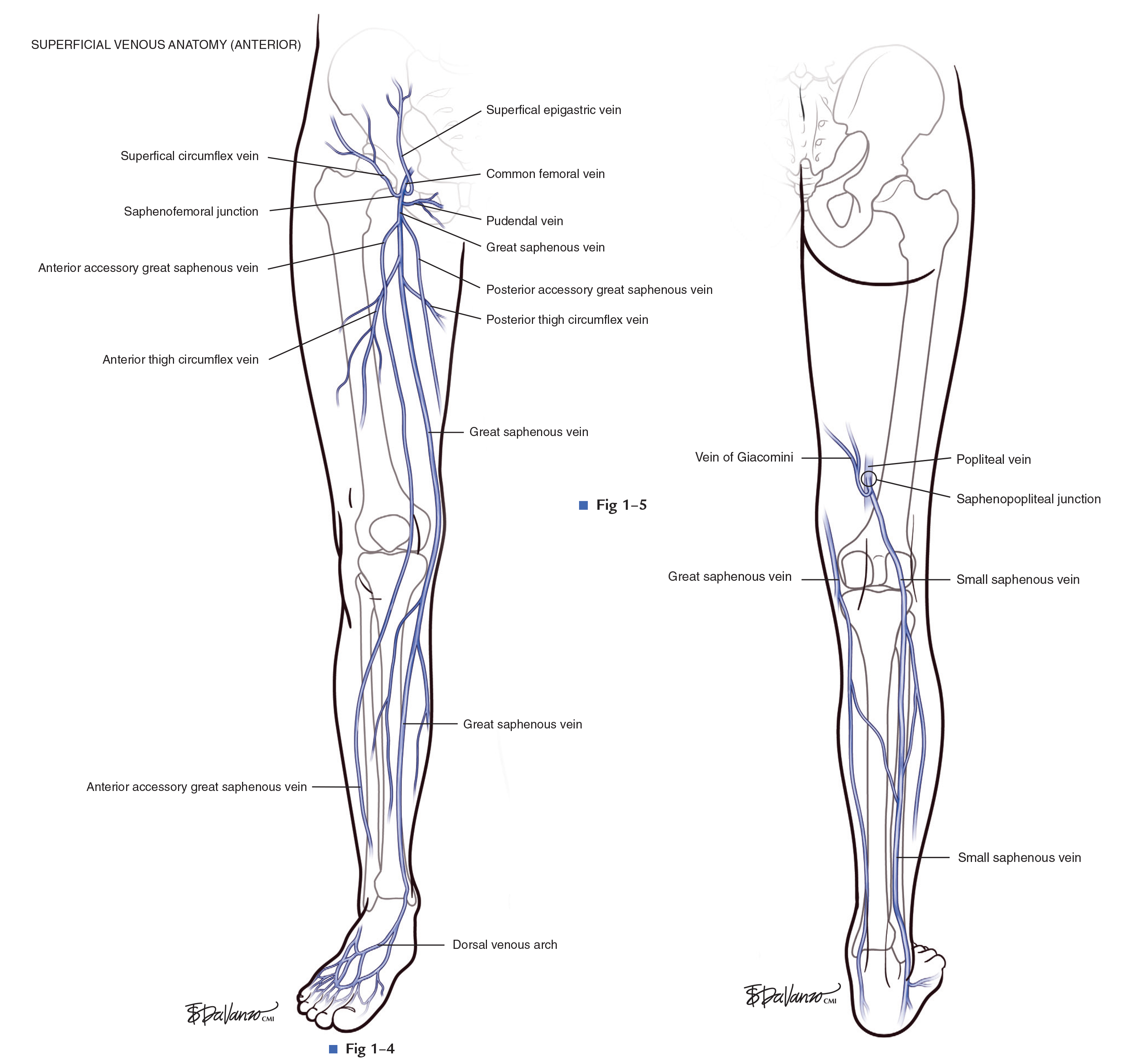Lower Extremity Venous Anatomy (Atlas of Endovascular Venous Surgery)