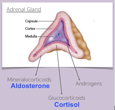 Adrenal Gland Anatomy + Physiology