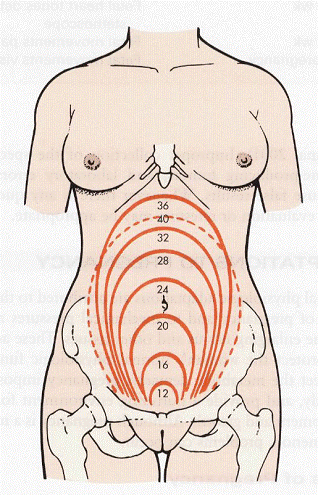 Size of Uterus in Pregnancy