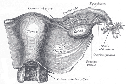 Pelvic Anatomy - wikimedia
