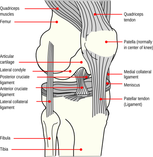 Knee Anatomy (www.stoneclinic.com)