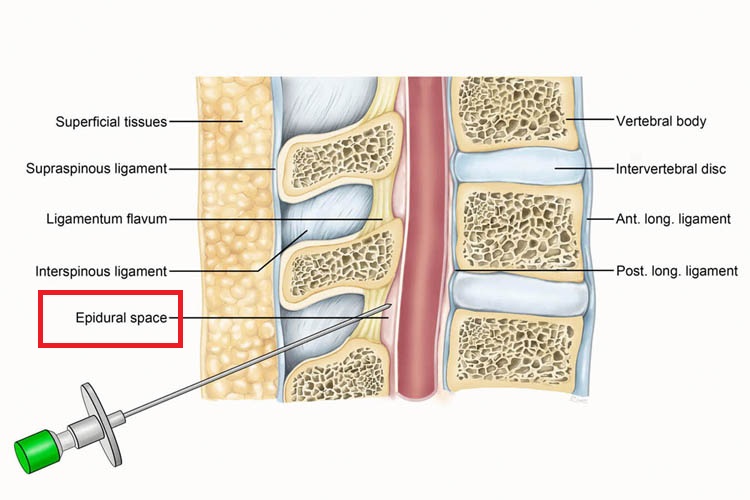 Spinal Anatomy (Kevinlimd.com)