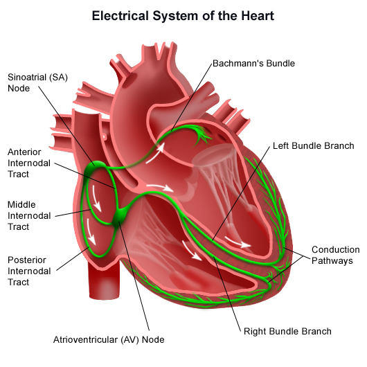 Cardiac Conduction System (www.heart.valve-sugery.com)