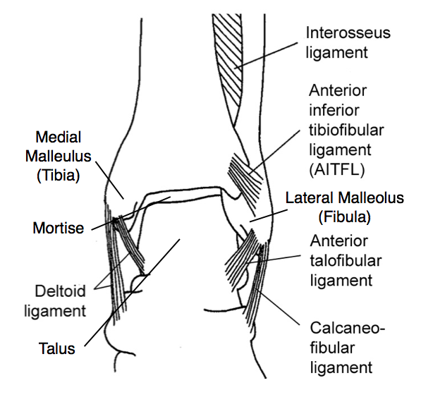 Ankle Anatomy (Schwartz 2008)