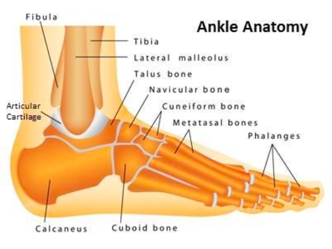 Ankle Anatomy (http://www.tsaog.com/)
