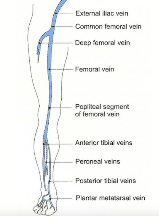 Lower Extremity Venous System (http://venacure-evlt.com/)