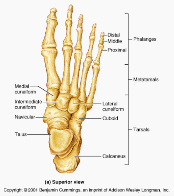 Foot Bones (Google Images)