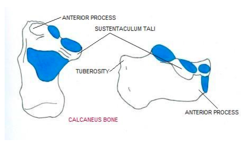 The Calcaneus (joint-pain-expert.net/calcaneus)