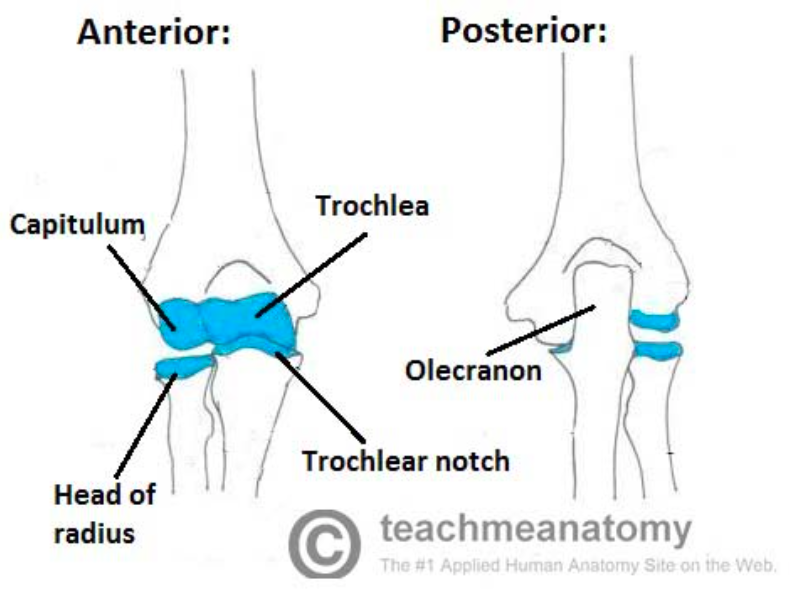 The Ulnar Nerve - Course - Motor - Sensory - TeachMeAnatomy