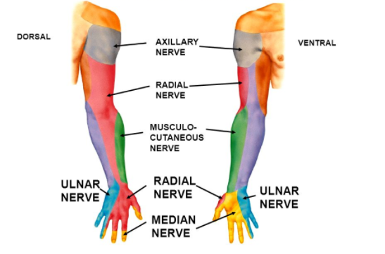 Common Forearm Nerve Blocks – Core EM