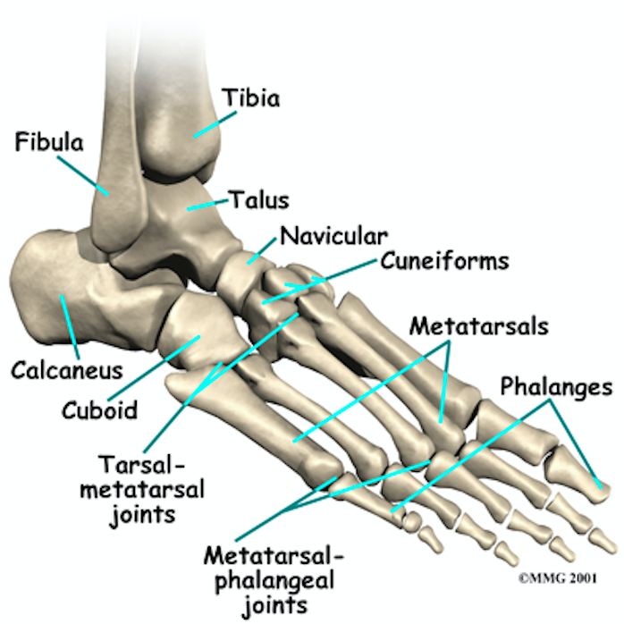 Ankle Dislocation Diagram