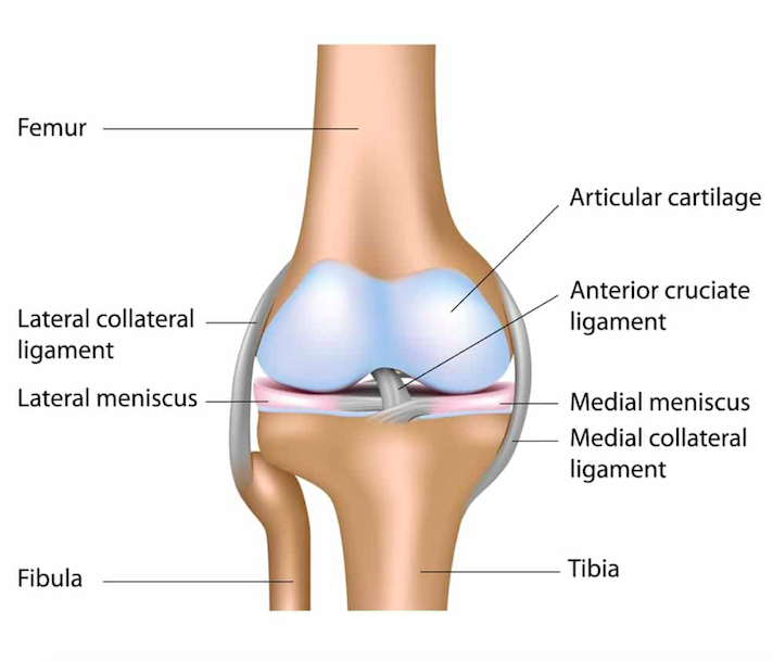 Medial Collateral Ligament (MCL) Injuries