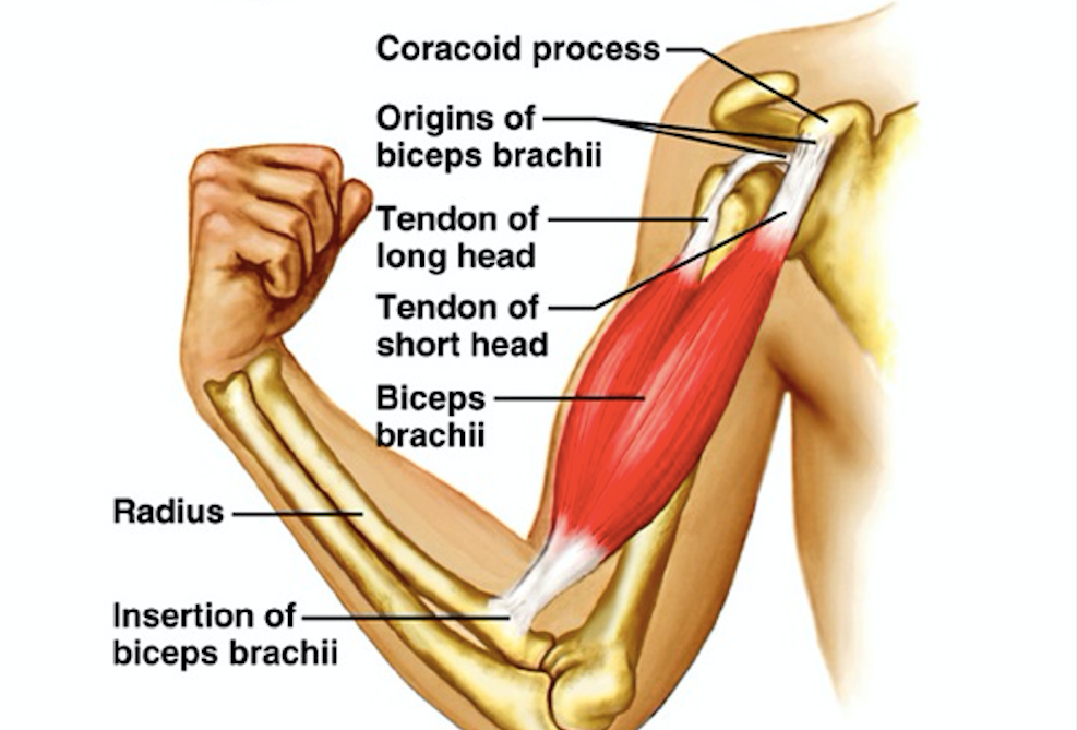 bicep and tricep diagram