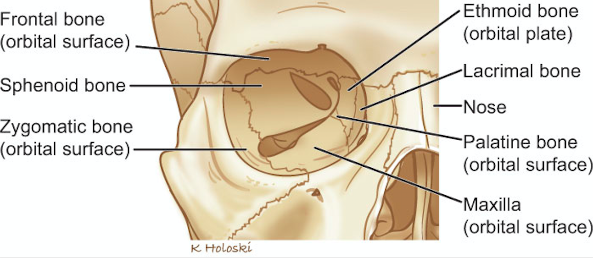 Eye bone. Orbital Plate of frontal Bone. Orbital surface of frontal Bone.