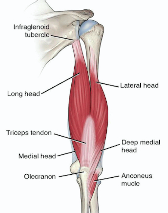 Трицепс мышца. Трицепс анатомия. Triceps brachii tendon прикрепление. Трицепс анатомия Синельников. Tendon трицепс.