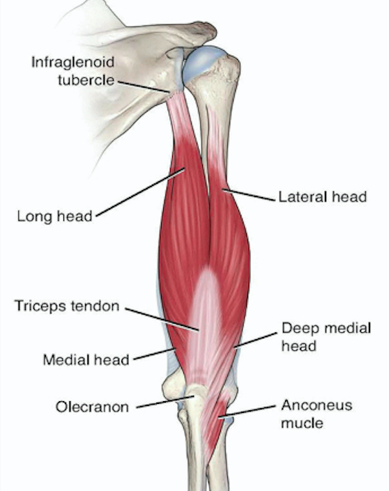 bicep and tricep diagram