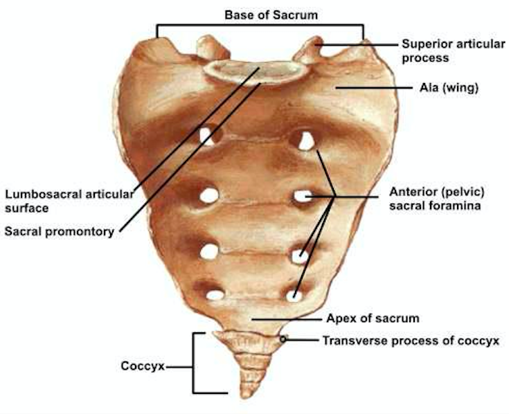 Sacral Fractures Core Em