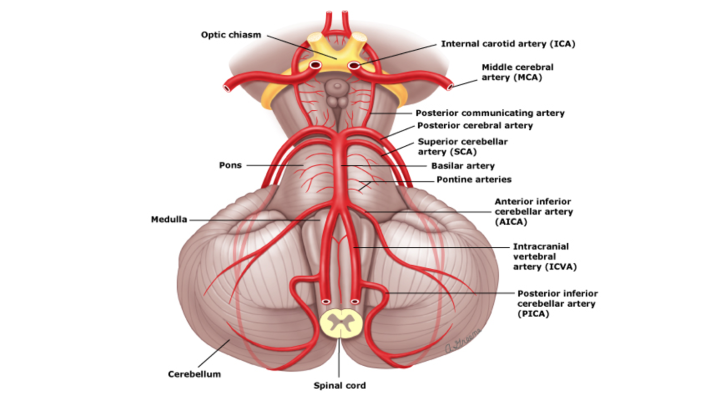 Анатомия 2. Posterior circulation.