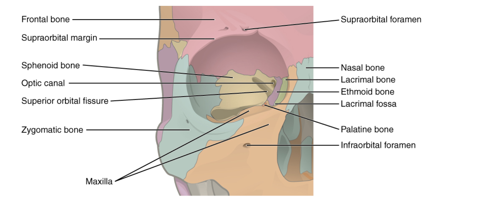 lamina papyracea fracture